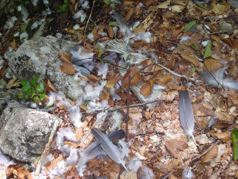 Penne: predazione Accipiter sp. su Colombaccio